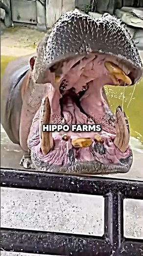 Would you eat hippo meat?