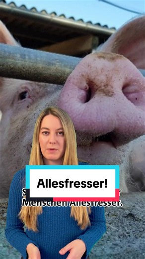 Lebensmittel-Retter Schweine: Eine nachhaltige Lösung gegen Food Waste