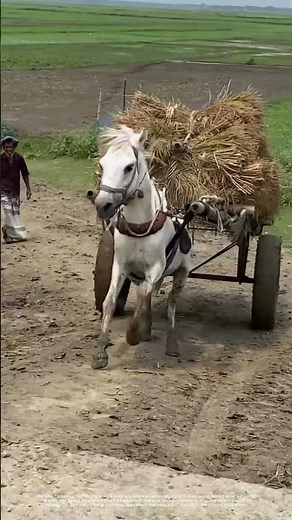 Hauling the Hay: How One Beast of Burden Moves a Field's Bounty Down a Dirt Road