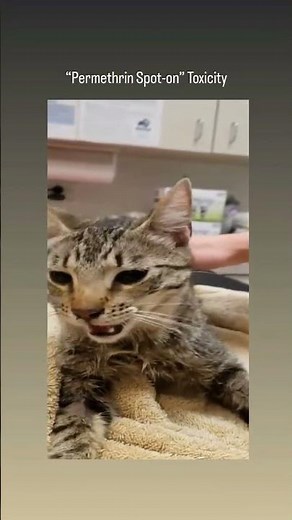 Permethrin toxicity in cats