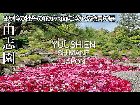 ３万輪の牡丹の花が水面に浮かぶ絶景〜島根 由志園【死ぬまでに見たい日本の絶景】毎年GWだけ出会える特別な庭園〜池泉牡丹 🌺Spectacular view in Japan 4KHDR