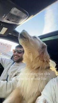 This Dog Heard a Police Siren… His Reaction Is INSANE 😂🚨