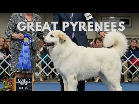These Great Pyrenees Will Make Your Jaw DROP!