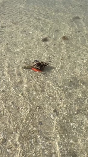 Beautiful Horse conch, our Florida State Shell .This Horse conch is the largest species of snail in North America. The female individuals reach larger in size than the males. The animal can retract the soft parts of their body entirely into its shell and close it with its operculum. The soft part is a bright orange. If you’re still looking for your horse conch give us a call.. come join us we can explore together. 🐚 239-571-2331 or book online : www.treasureseekershelltours.com 🐚 Only Collect 