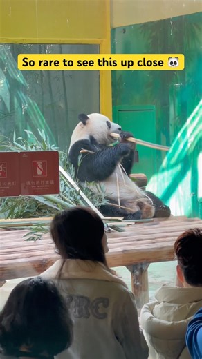 Is this the best place to see pandas in China?