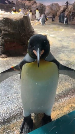 ガラス窓にもたれかかっていたペン水のキングペンギン35番 #penguin #ペンギン #キングペンギン #オウサマペンギン
