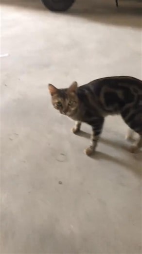 24K views · 1.1K reactions | "The Cat’s Weirdest Meow Ever – What Was That?! " #FunnyCat #StrangeMeow #CatLover #PetMoments #CatsOfUSA #WeirdCatSounds #MeowMystery #FelineFun | Mochi Moew | Facebook