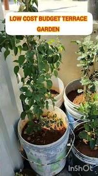 Low cost budget Terrace கார்டன் ஆரம்பிப்பது எப்படி? 🌱#lowbudgetgarden#budgetgardening