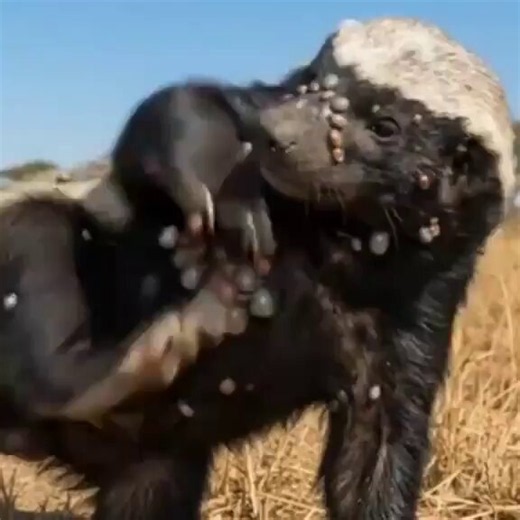 The #Bitcoin Honey Badger has shed a year's worth of blood sucking parasites & is ready to enter the Bull Market!