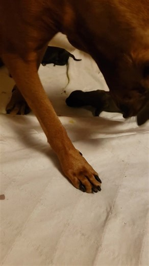 Honey Bun and her puppies at huntersonfarms.com | Rhodesian Ridgebacks at Hunterson Farms | Facebook