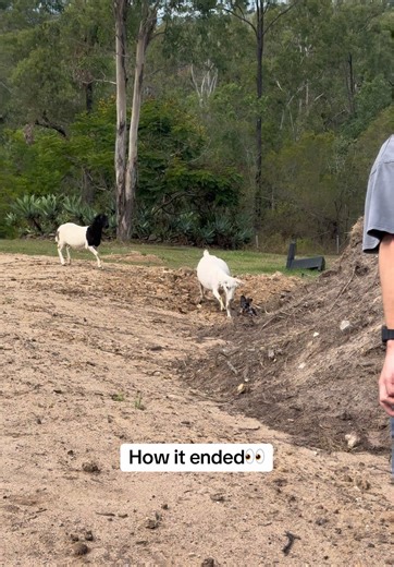 Dachshund vs Sheep: A Hilarious Encounter