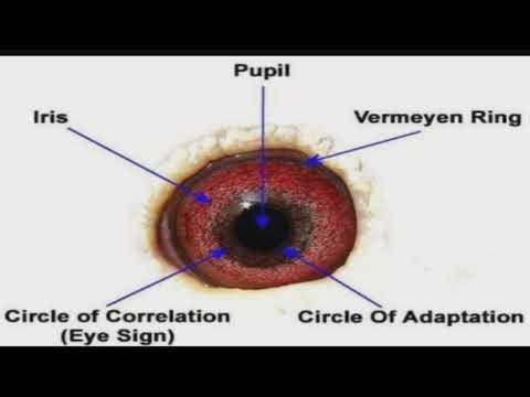 LEARN EYESIGN THEORY THE BASICS FOR BEGINNERS IN RACING PIGEONS