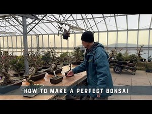 How To Make a Perfect Bonsai