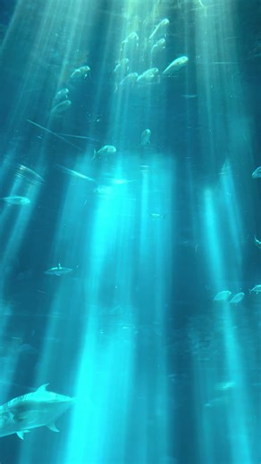 staring contest - tomcbumpzを使っているuHmn__ (@uhmn__)の動画