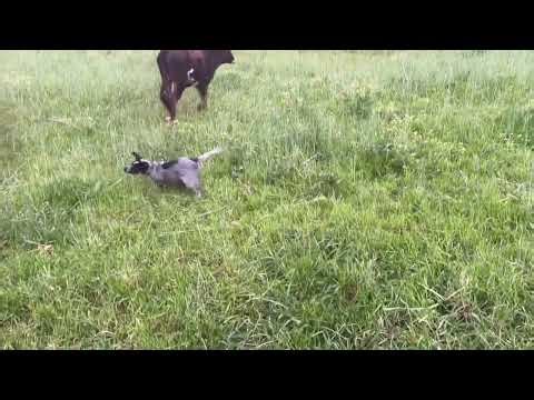 Blue Heeler Puppy Loves Herding Cows