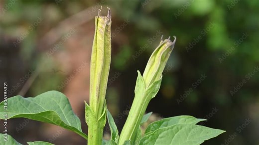 Datura plant flowers. Its common names thornapples, jimsonweeds, devils trumpets, moonflower, devils weed and stramonium. Hindus offer it to Lord Shiva. It is used a lot in Ayurvedic medicines.