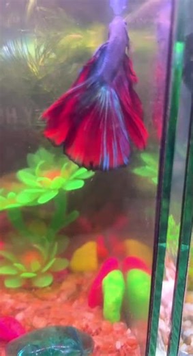 Cute Betta Fish in Aquarium 🐟 #shorts #bettafish