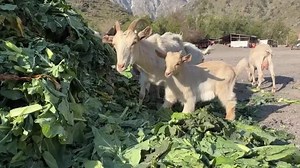 Food waste from markets reused as livestock feed in Chile