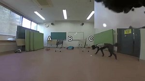 Scientists Made a Remote-Control Dog with a Vest and Some Lights (and a Dog)