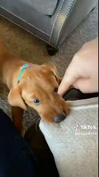 Cute & Funny Dogs Compilation 😂 | Best Dog Moments