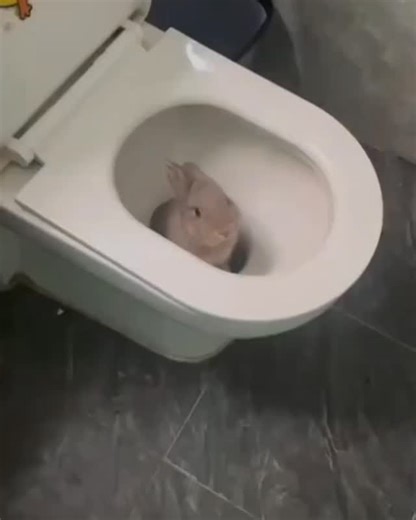 RabbitLoverSquad | I walked in and found my bunny sitting inside the toilet. Credit - bunny.and.buddy.s -- TT . . . . . . #bunny #rabbit #rabbitlovers... | Instagram