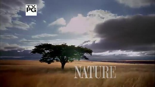 [PBS Nature] Animal Homes 动物的家 【全三集 英字】