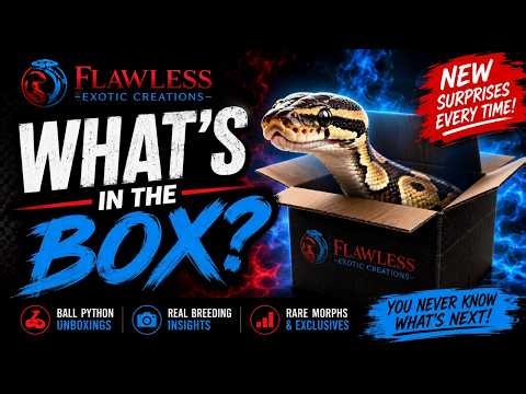 We Hit AMAZING Sunset Combos! 🔥 Ball Python Clutch Reveal