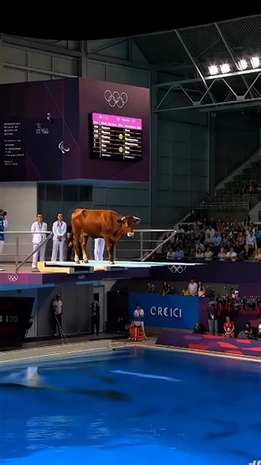 🐄🌊 USA Cow Swimming Show 😱 | You’ve Never Seen This Before! 😂🔥 #Shorts