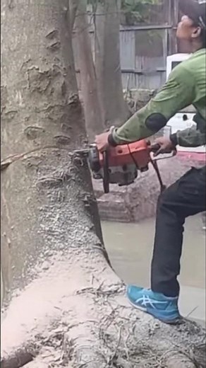 Lumberjack skill Bigg tree feeling techniques #shortvideo #woodworking #chainsaw