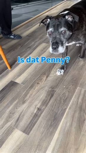 Princess Penelope | We cant believe she is gone. It feels like an eternity since she has been with us but it also feels like just yesterday she was nuzzling... | Instagram