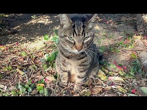 平然とした顔で足を負傷して帰って来る猫