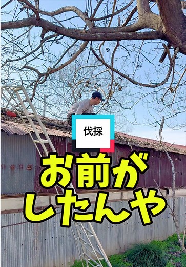 限界農業界隈での椎茸栽培と伐採