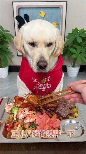 Dog Eating Secrets: A Glimpse into Canine Cuisine