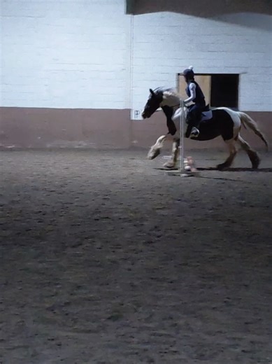 grace's first ever jump and canter poles!! im genuinely so proud of her she did fab 🫶🏻🫶🏻 #equestrian #fyp #horseriding #horse #pony