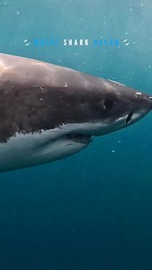 Great White Shark Come In With Jaws Open | White Shark Ocean