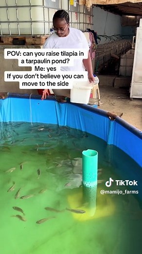 can you raise tilapia in a tarpaulin pond #aquacalture #farmlife#catfishfarming #hardworkingwoman #farming #catfishing #farm #farmer #farmtok #farming #catfishing #fish #fishing #fishtok #fishfarming #entrepreneur #entrepreneurship #business