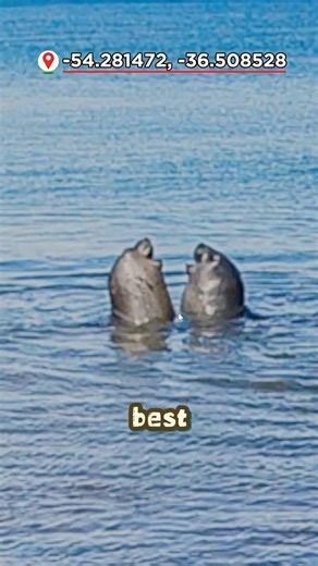 Cuteness 101% Caught on Google Maps 🐧
