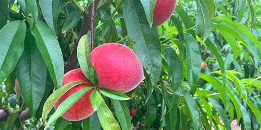 Farmers report best-ever peach season after devastating losses last year