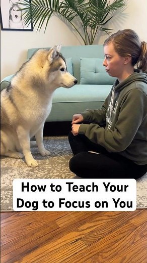 How to Teach Your Dog to Focus on You