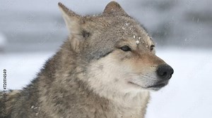 Gray wolf stands gracefully in the snow, gazing into the distance with a powerful presence. 4k 120 fps super slow motion cinematic raw video filmed on 8k camera