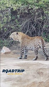 The Majestic Leopards of India - Road Trip with Ravi