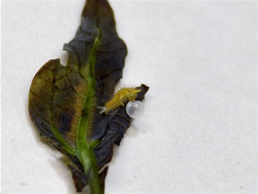 #恐虫勿入 黎氏青凤蝶孵化