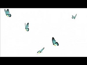 hiệu ứng bướm bay - hiệu ứng không bản quyền - flying butterfly effect