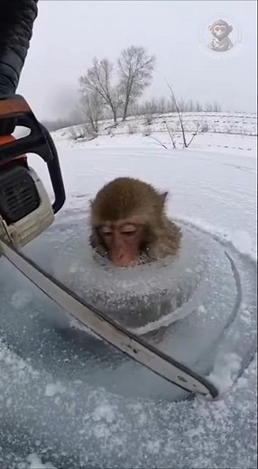 Baby Monkey Rescued from Ice Trap with a Chainsaw! ❤️🧊 #monkey #babymonkey