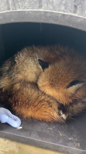 Fox Tails: Communication, Warmth & Scent Marking Explained