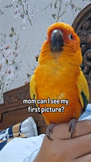 Buddy 🦜 | Sun Conure ☀️🌈 on Instagram: "My favorite first memory🥹💌 #parrotlife #parrotbond #birdparent"