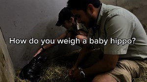 661K views · 17K reactions | Baby Pygmy Hippo Health Check! 19 lbs. already!!! #babyhippo #Kansas | Tanganyika Wildlife Park | Facebook