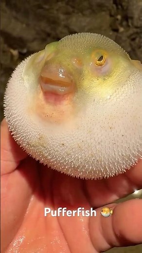 Smallest to the largest pufferfish 🐡 #caribbean #fish