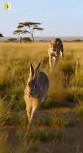 𝐑𝐚𝐛𝐛𝐢𝐭 𝐯𝐬 𝐜𝐡𝐞𝐞𝐭𝐚𝐡! #rabbit #rabbitcare #cheetah #animals #wildlife #fypシ゚viralシfypシ゚ #viralreelsシ #foryoupagereels #followersreels #fypageシ #reelsfypシ #facts #foryoupageシ #fypシ #trendingreelsvideo #DidYouKnow | Buzzing Brain