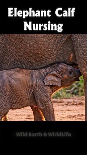 Elephant Calf Nursing #nature #animals #wildlife #elephant